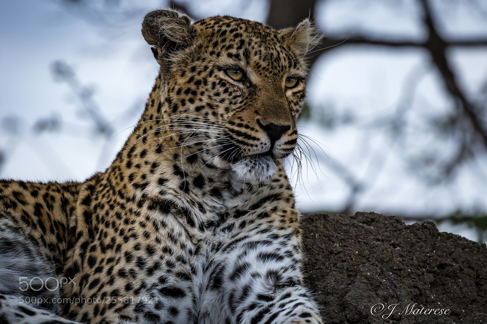 Canon EOS 7D Mark II sample photo. Tough old girl photography