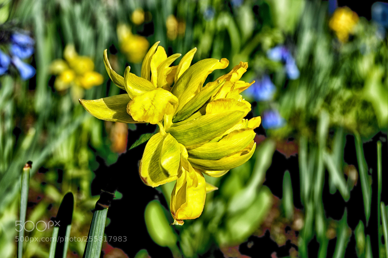 Nikon D3200 sample photo. Yellow flower bloom photography