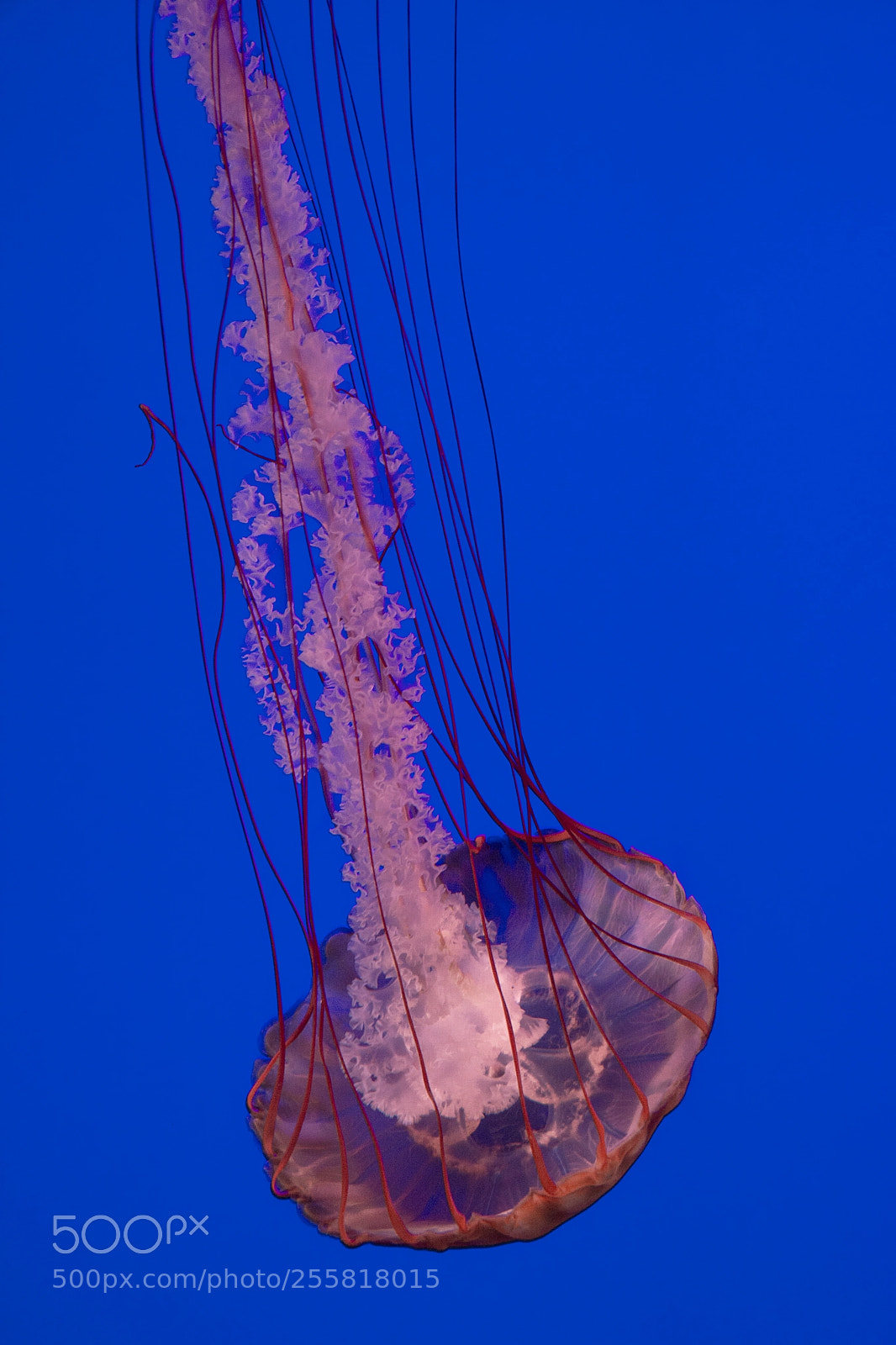 Nikon D5200 sample photo. Medusa photography
