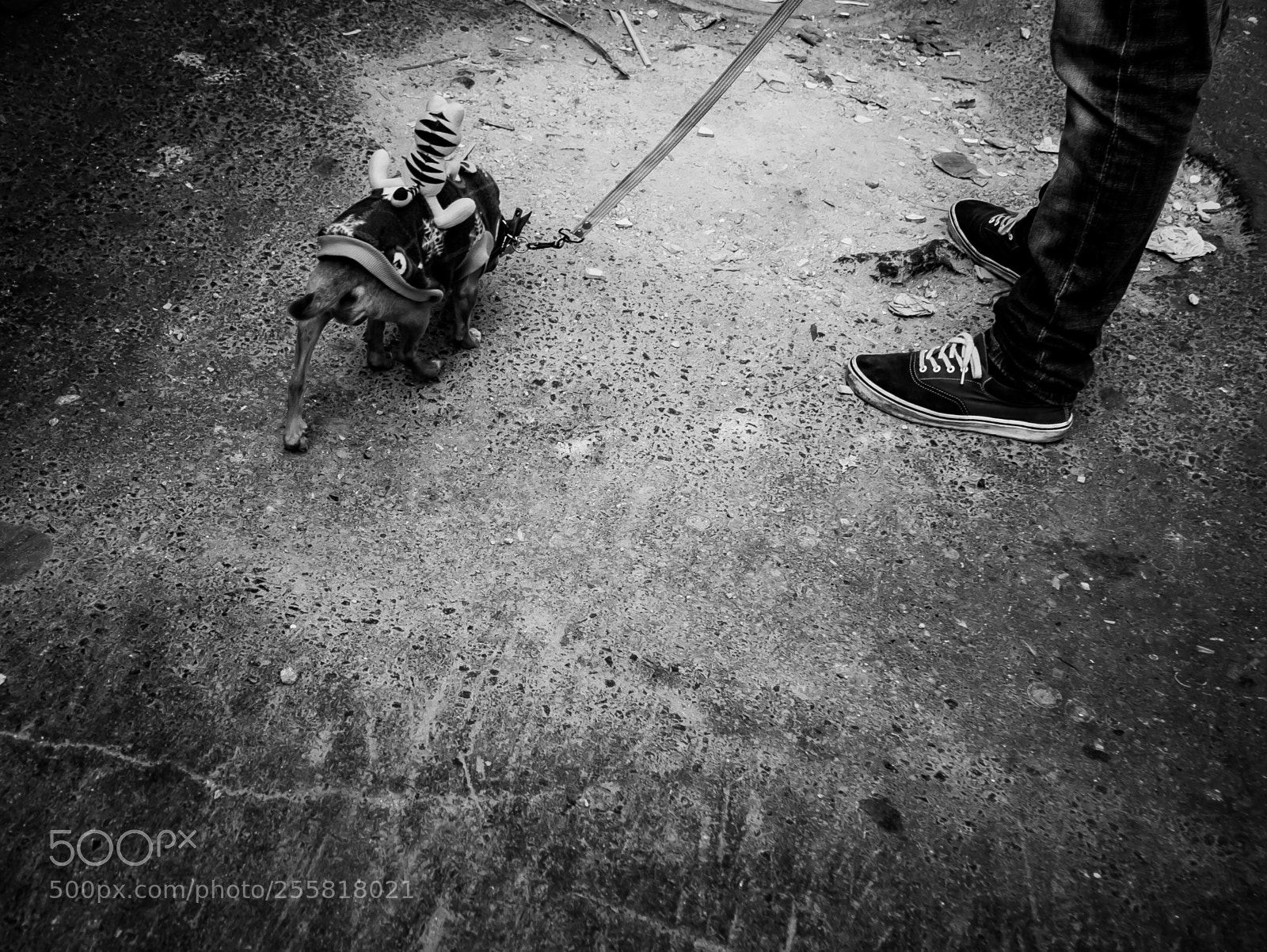 Panasonic Lumix DMC-GX7 sample photo. Streets of mexico city  photography