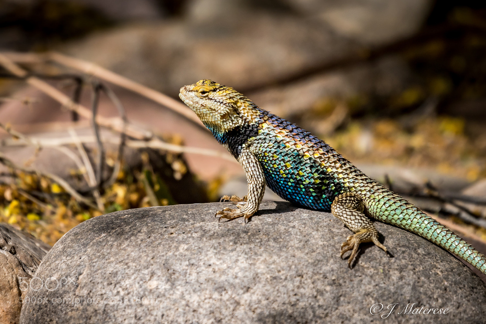 Canon EOS 7D Mark II sample photo. Showing his colors photography
