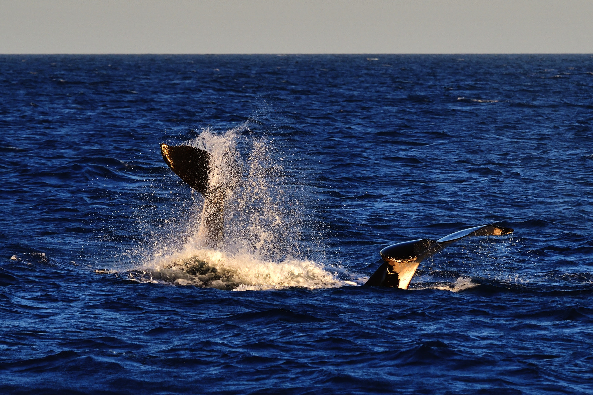 Nikon D5 sample photo. Dive photography