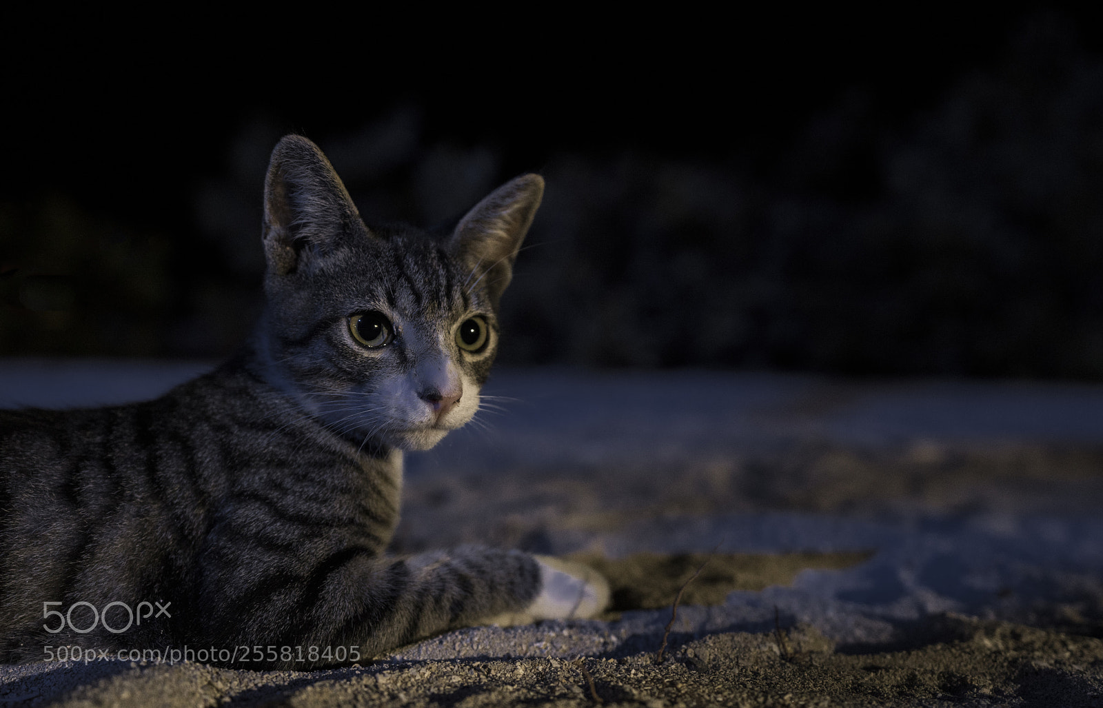 Sony a7R III sample photo. Miradas photography