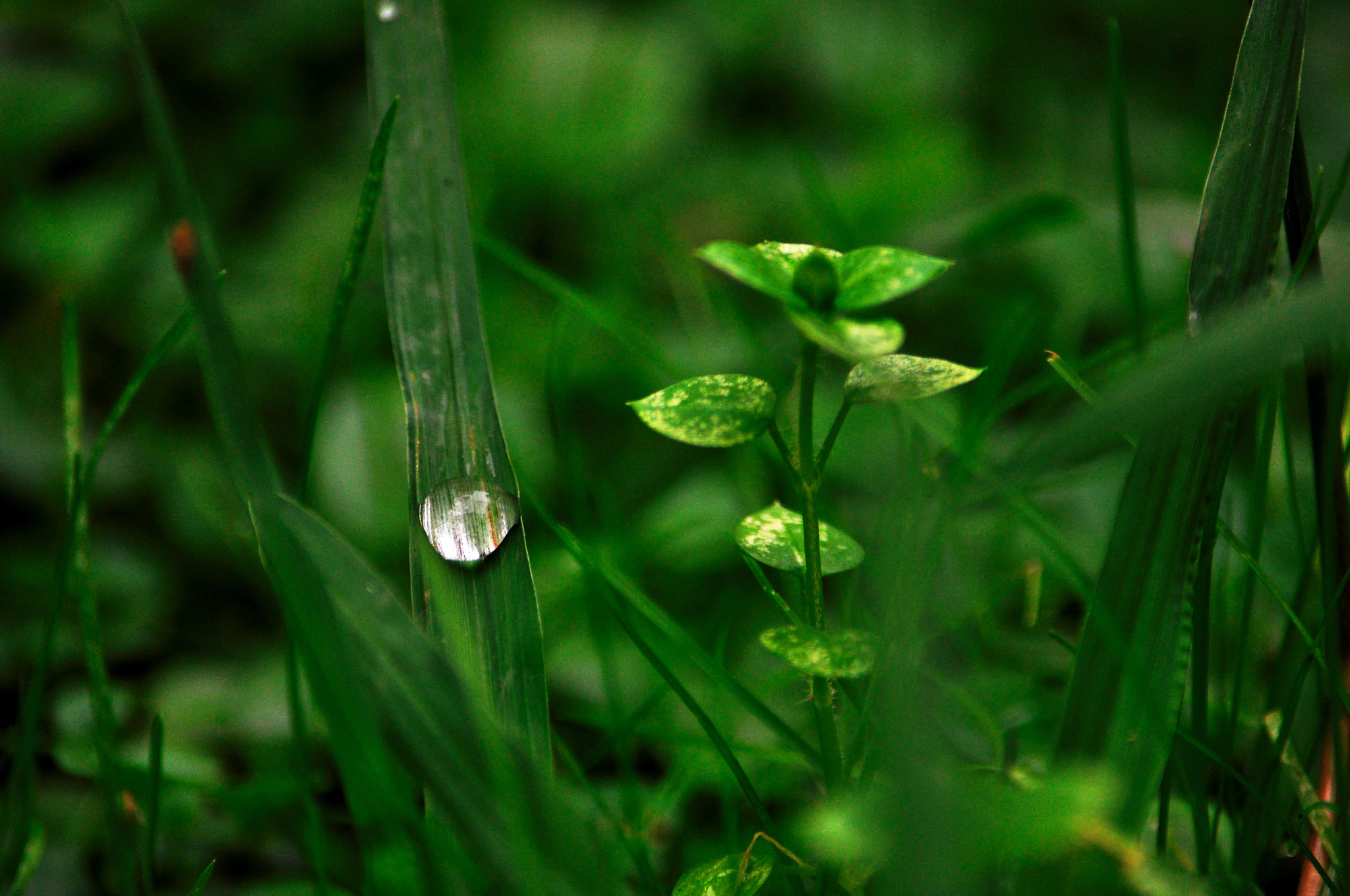 Nikon D90 sample photo. Green photography