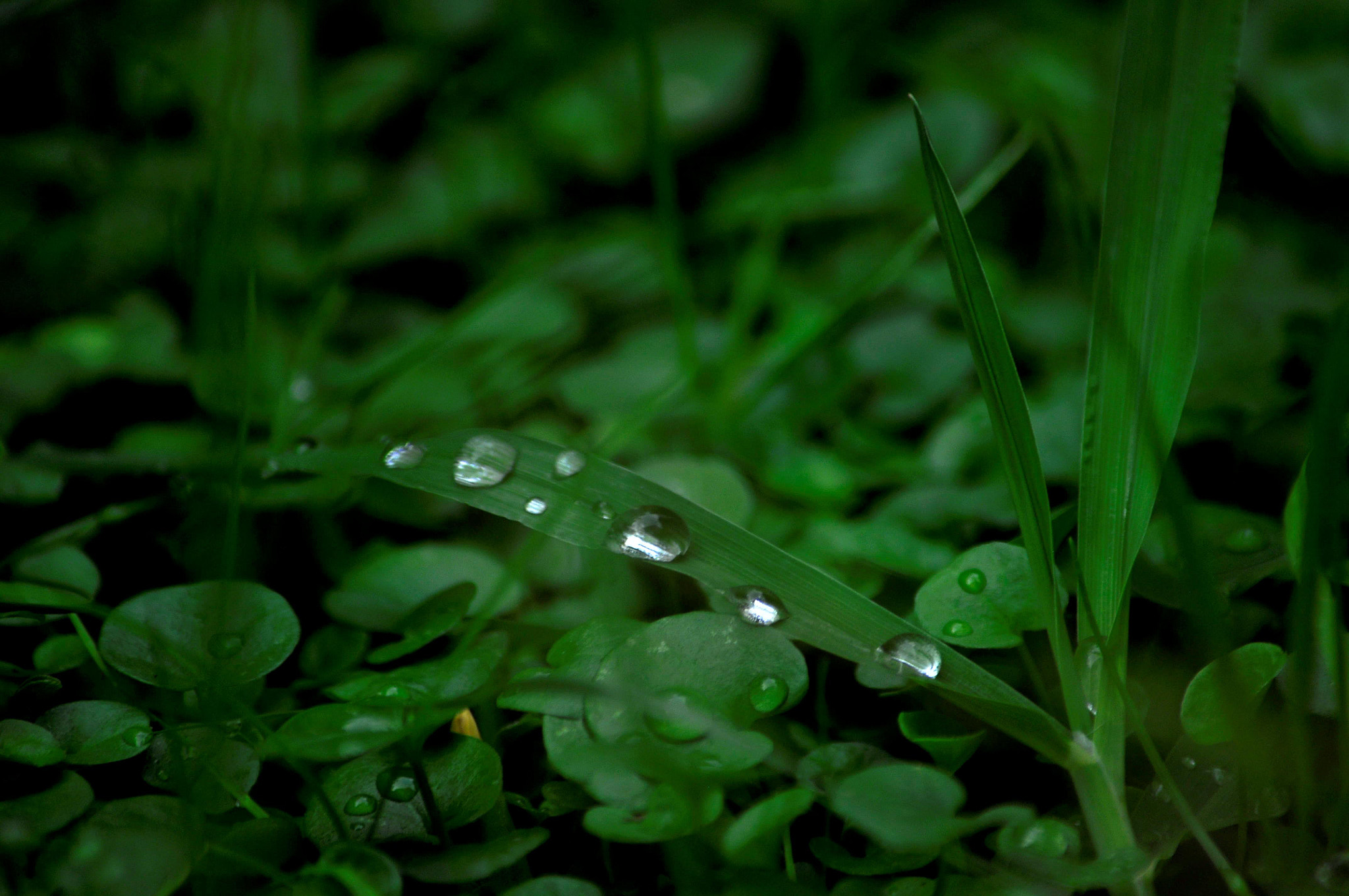 Nikon D90 sample photo. Raindrops falling on my head photography