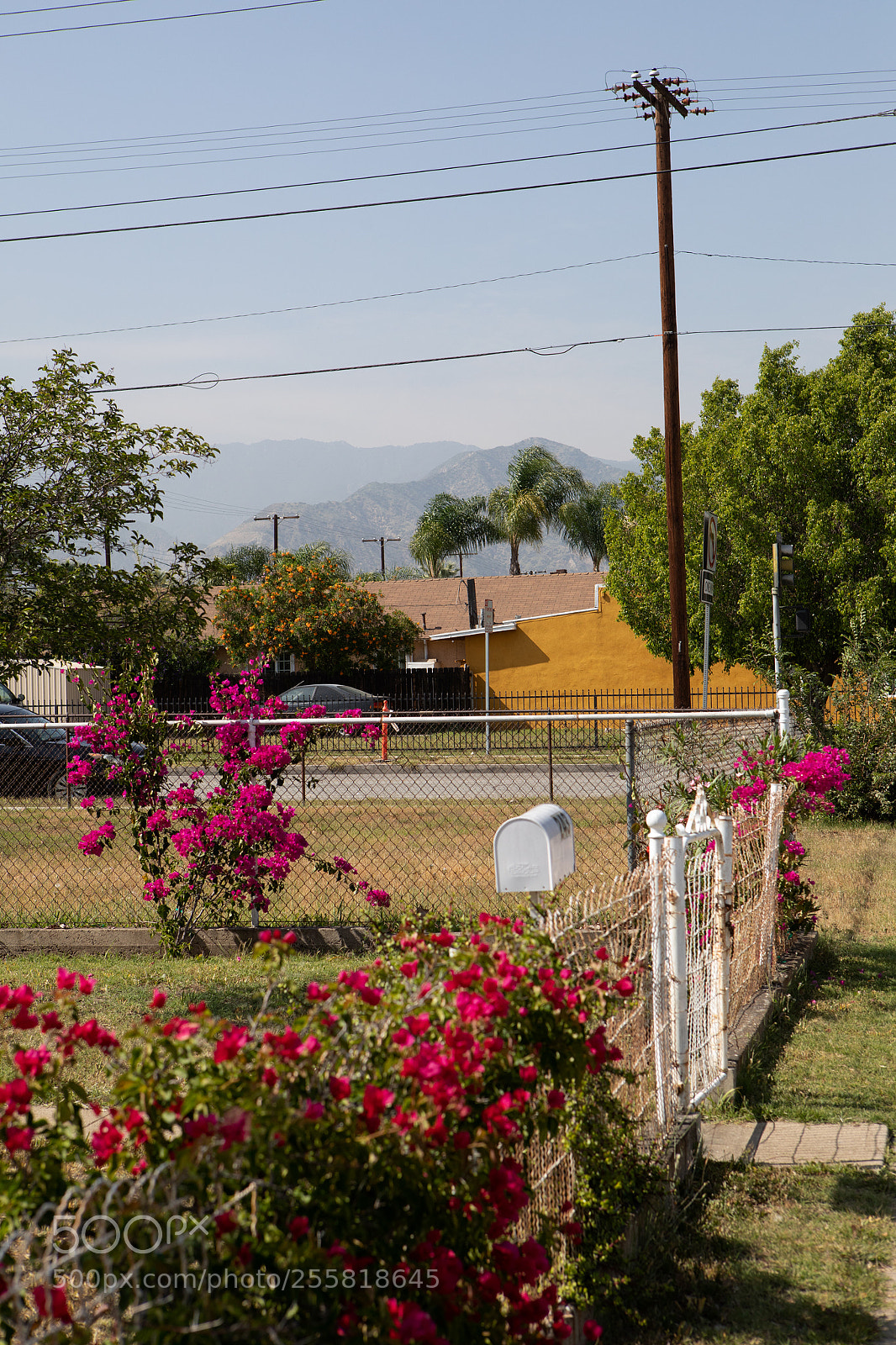 Canon EOS 5D Mark IV sample photo. Bougainvillea mailbox azusa ave photography