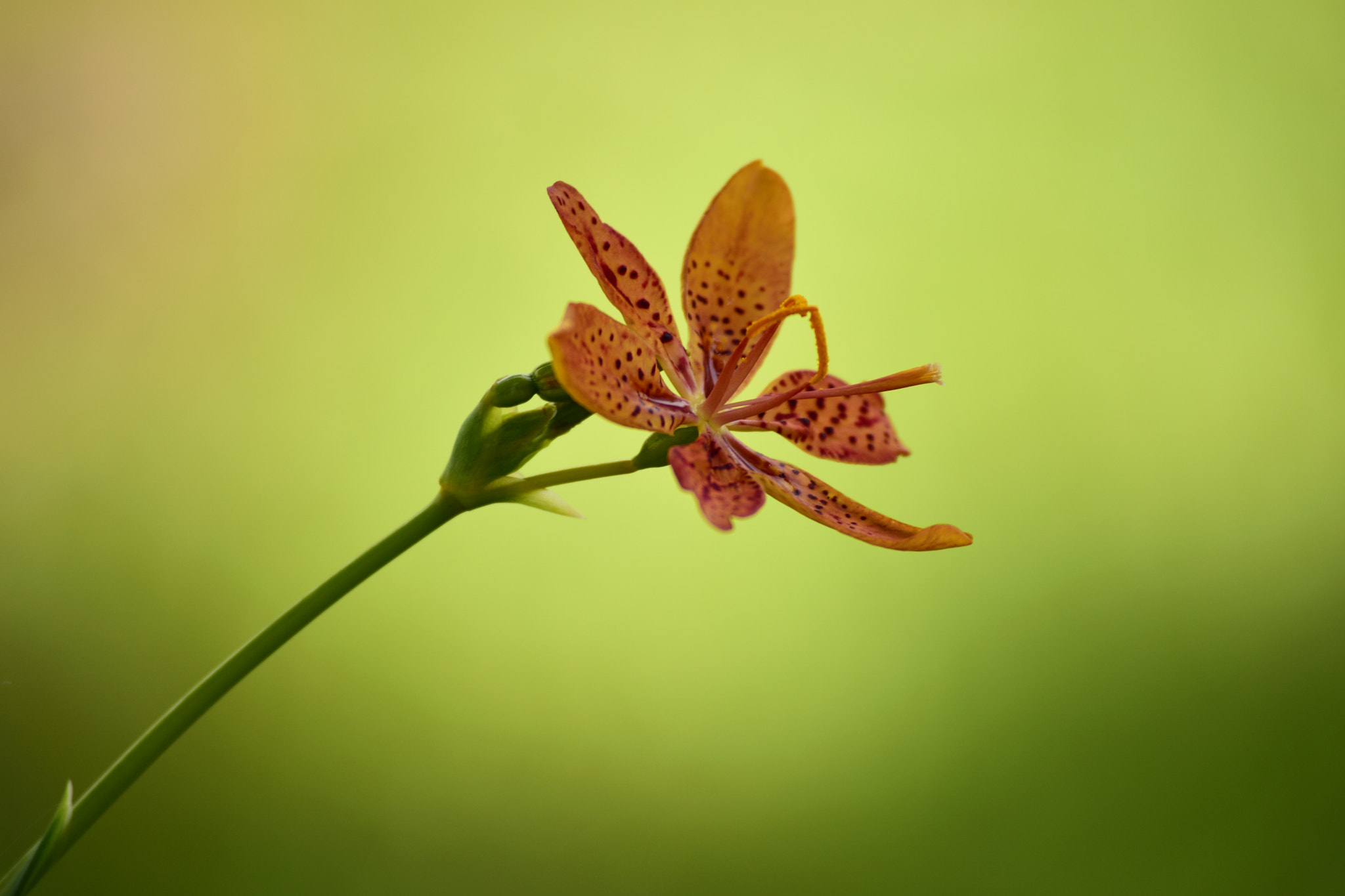 Nikon D3300 sample photo. Flower photography
