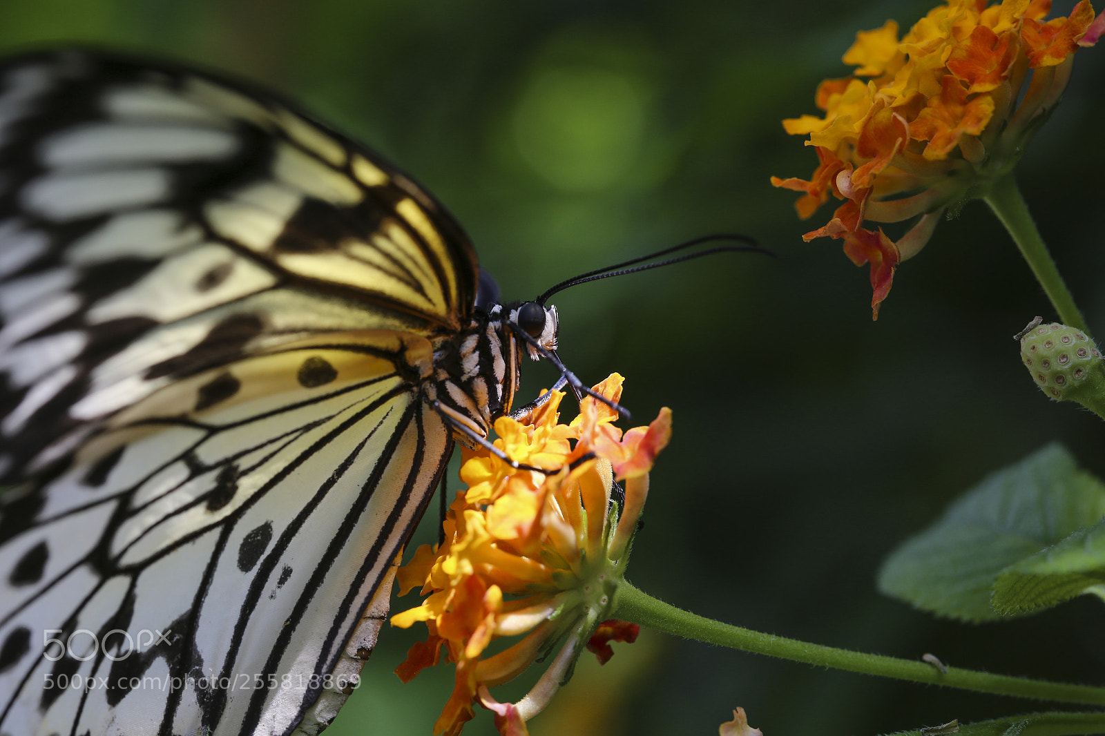 Canon EOS 6D sample photo. Giant swallowtail - yellow photography