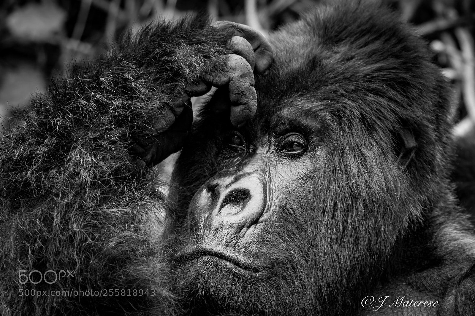 Canon EOS 7D Mark II sample photo. Deep thought photography