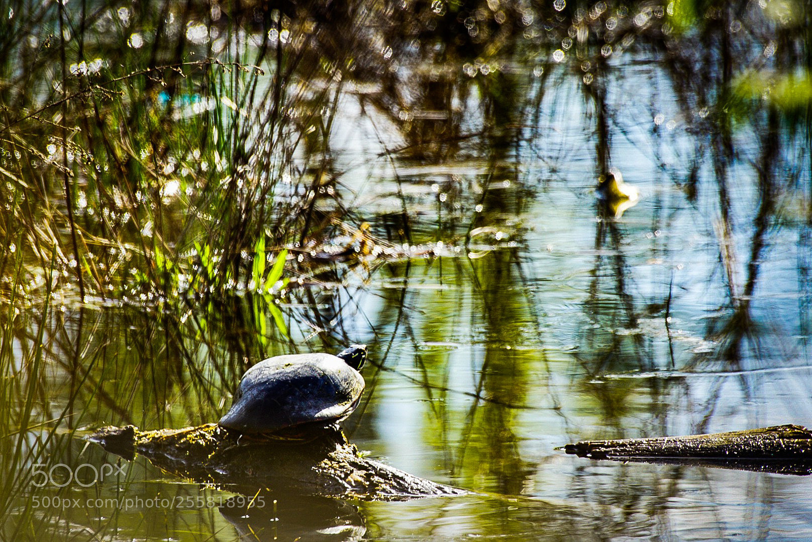 Sony a6000 sample photo. Turtle sit photography