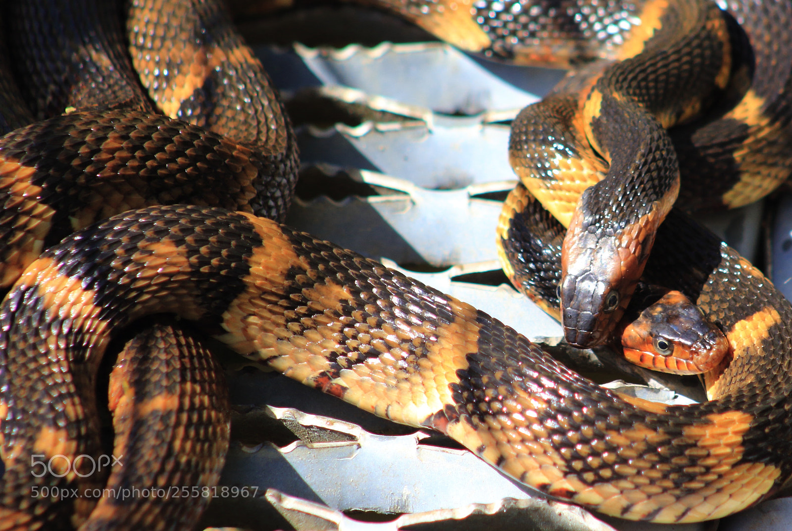 Canon EOS 60D sample photo. Mating wide band water photography