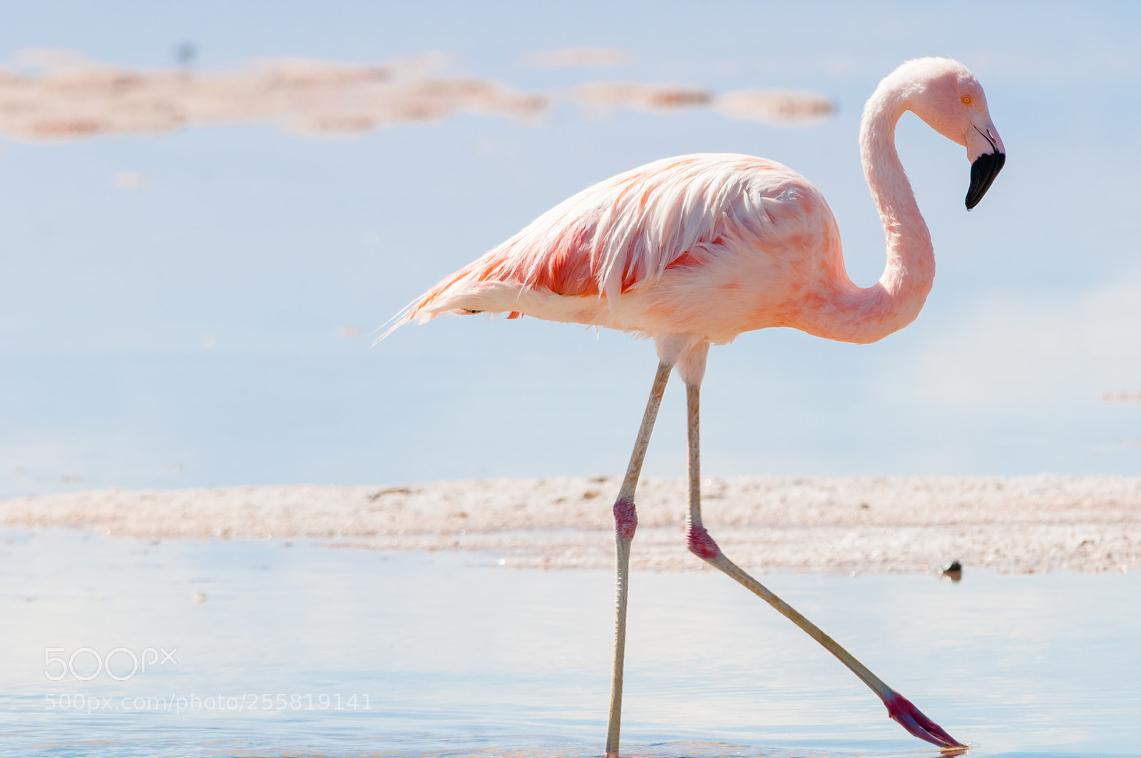 Nikon D300S sample photo. Flamingo photography