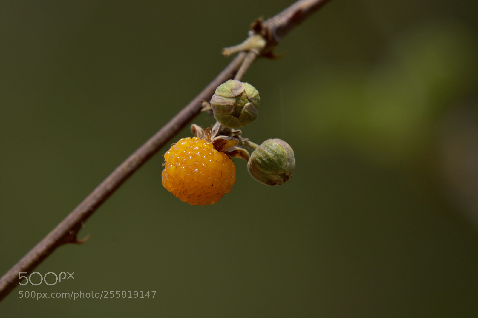 Nikon D7200 sample photo. Berries photography