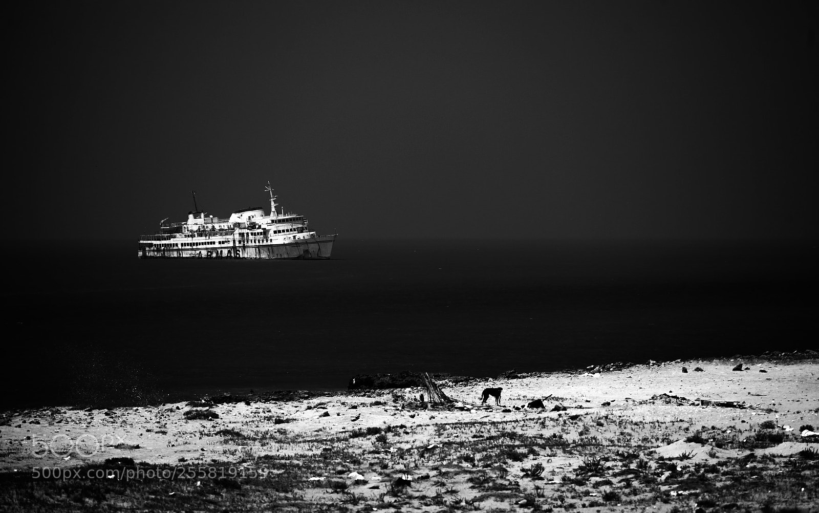 Canon EOS 5D Mark II sample photo. Dog of armas photography
