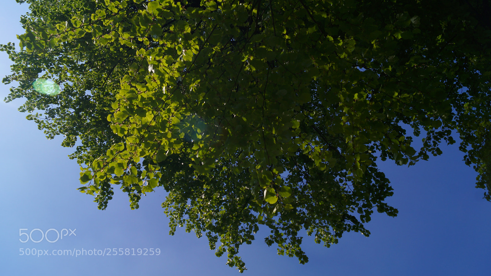 Sony SLT-A37 sample photo. Alessandrina ravizza park, spring 2018 photography