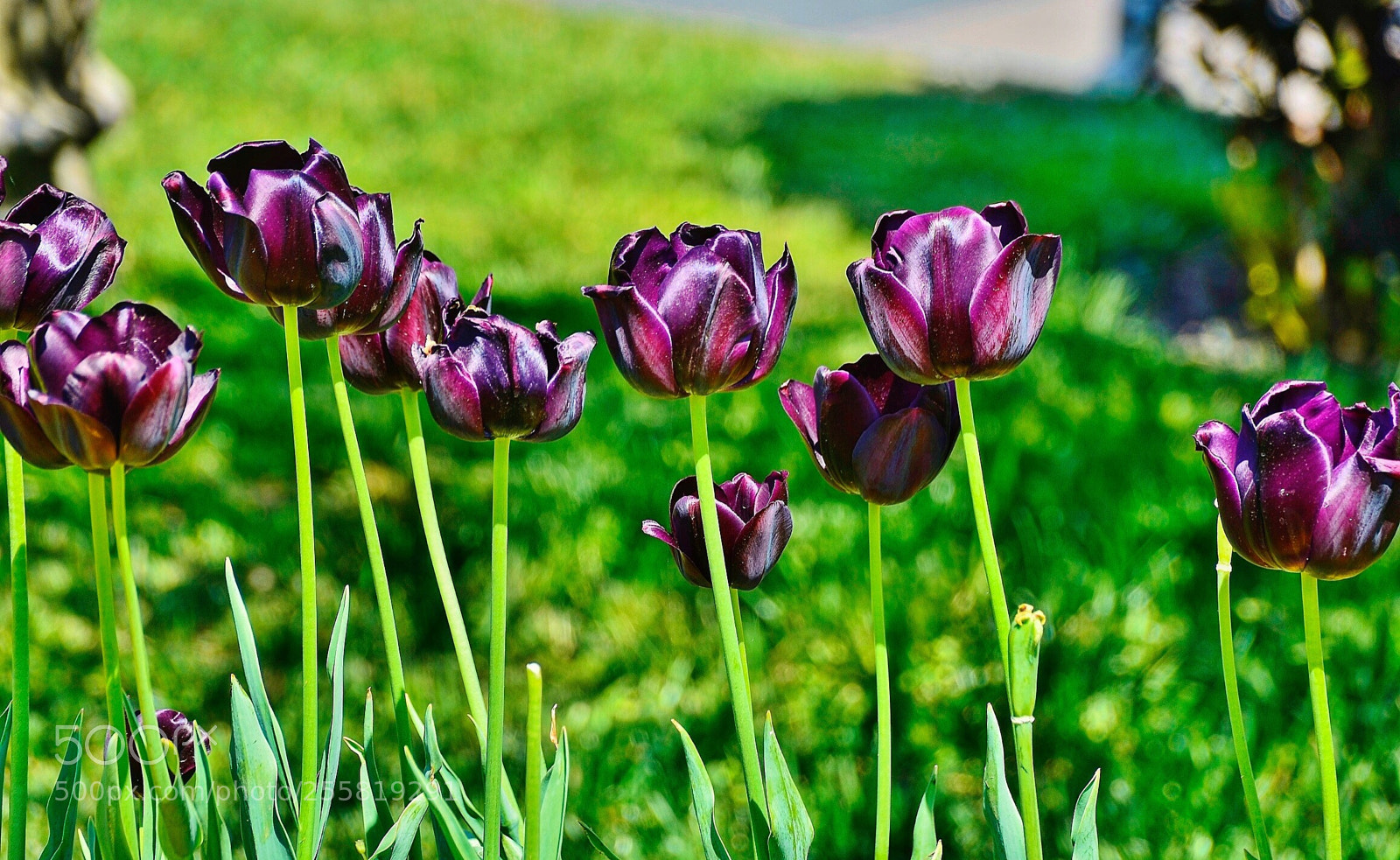 Nikon D7000 sample photo. Violet tulips from garden photography