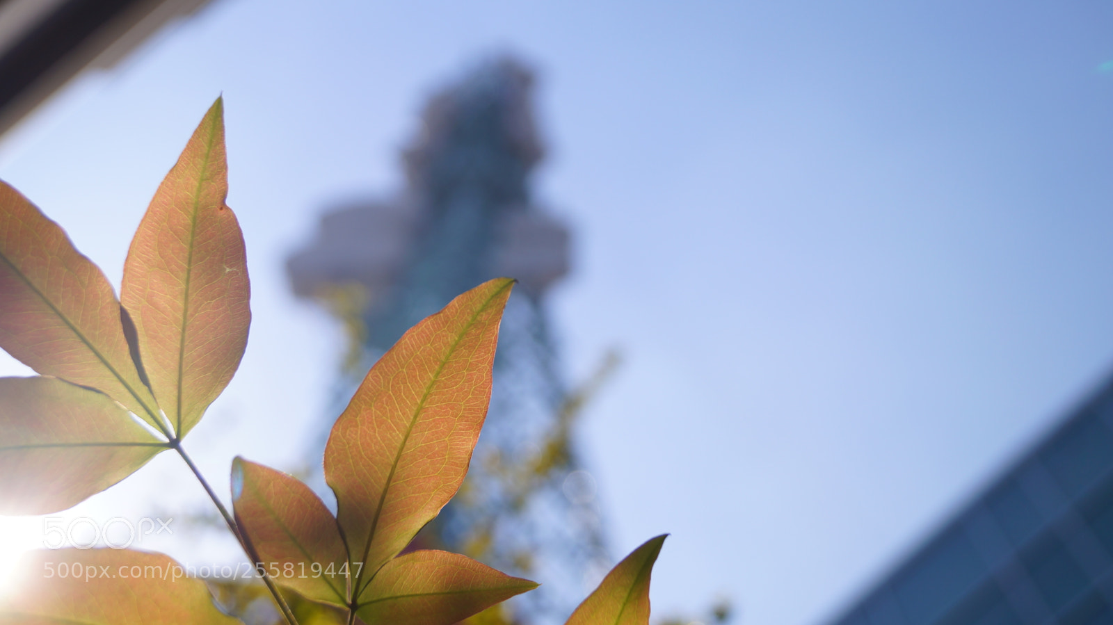 Sony SLT-A37 sample photo. Telemediaset, spring 2018 photography