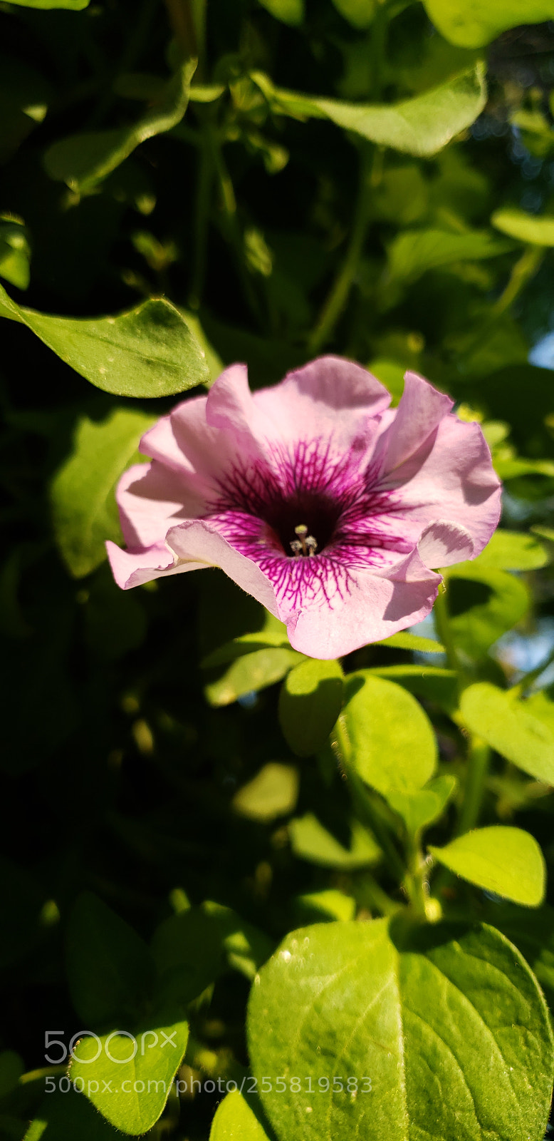 Samsung Galaxy S9 sample photo. Untitled photography