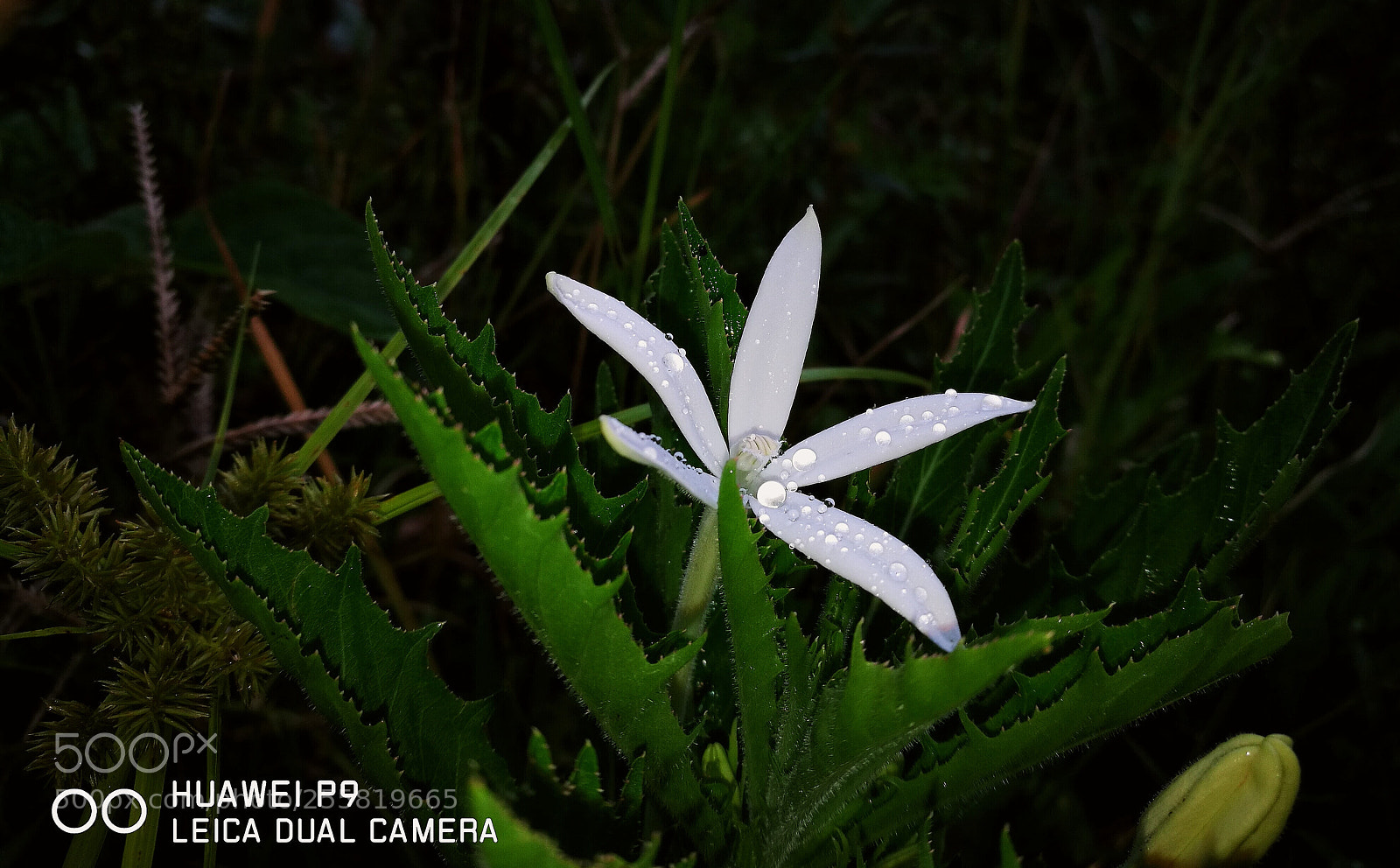 HUAWEI P9 sample photo. Untitled photography