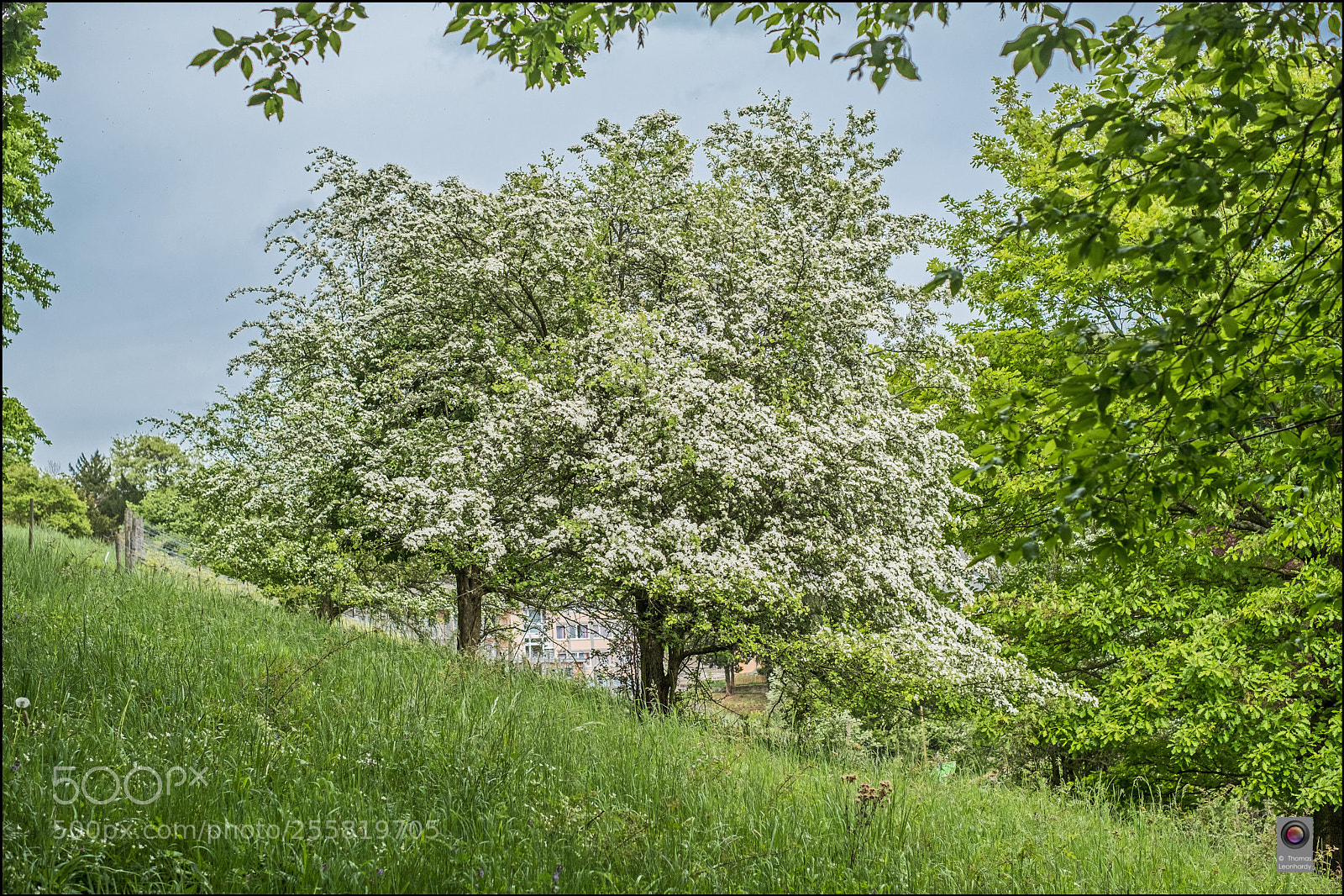 Fujifilm X-Pro2 sample photo. Frühling im siebengebierge photography