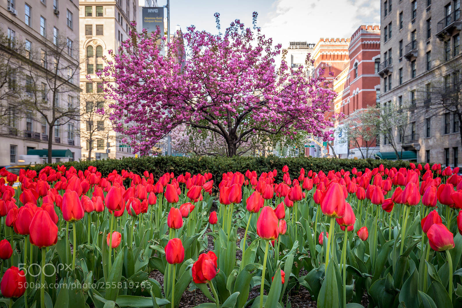 Canon EOS 6D Mark II sample photo. Manhattan spring photography