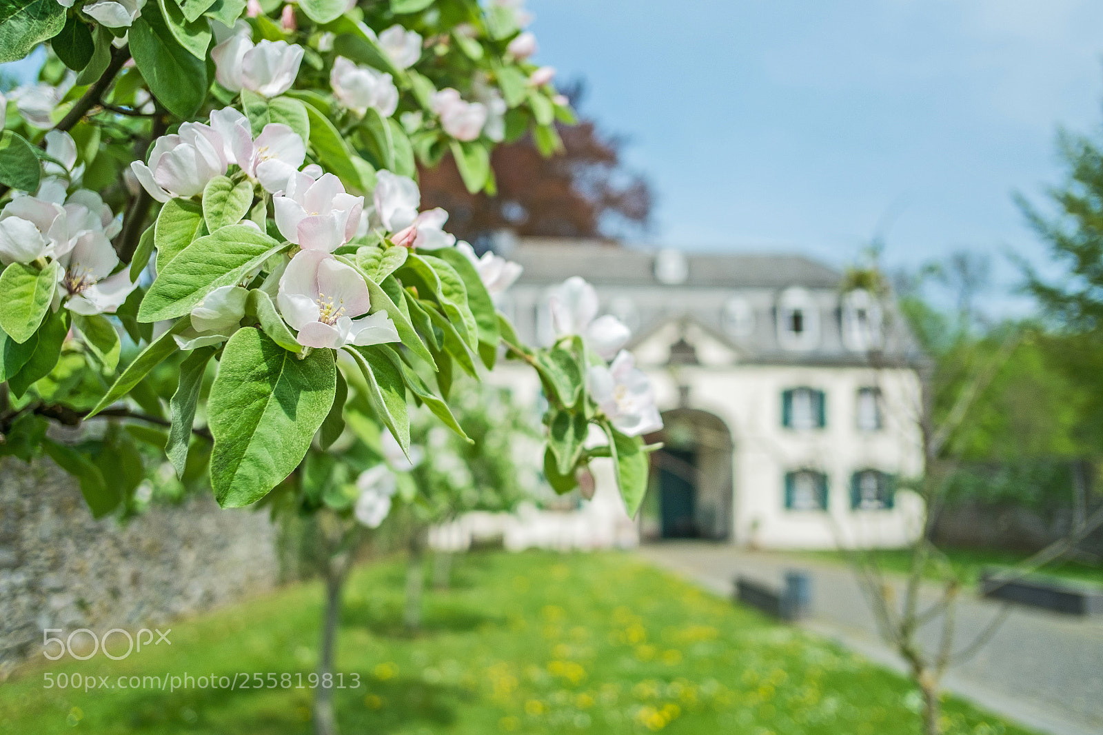 Fujifilm X-Pro1 sample photo. Frühling im siebengebierge photography