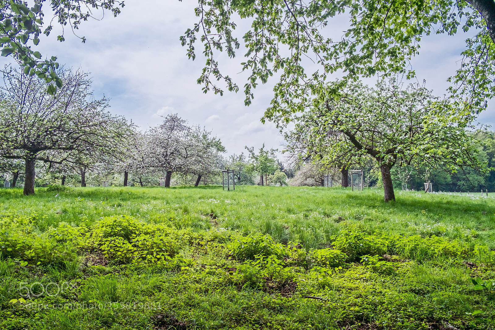 Fujifilm X-Pro1 sample photo. Frühling im siebengebierge photography