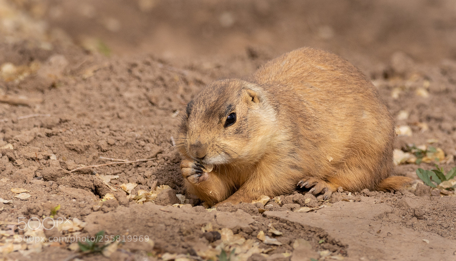 Canon EOS 7D Mark II sample photo. Prairie dog treats photography