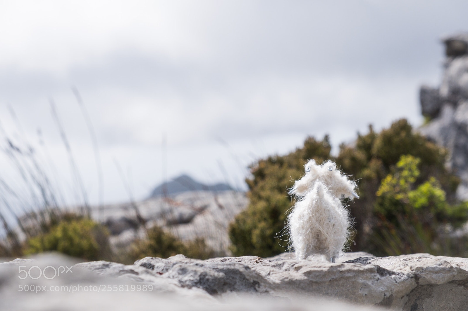 Fujifilm X-T2 sample photo. Gus overlooking cape town photography