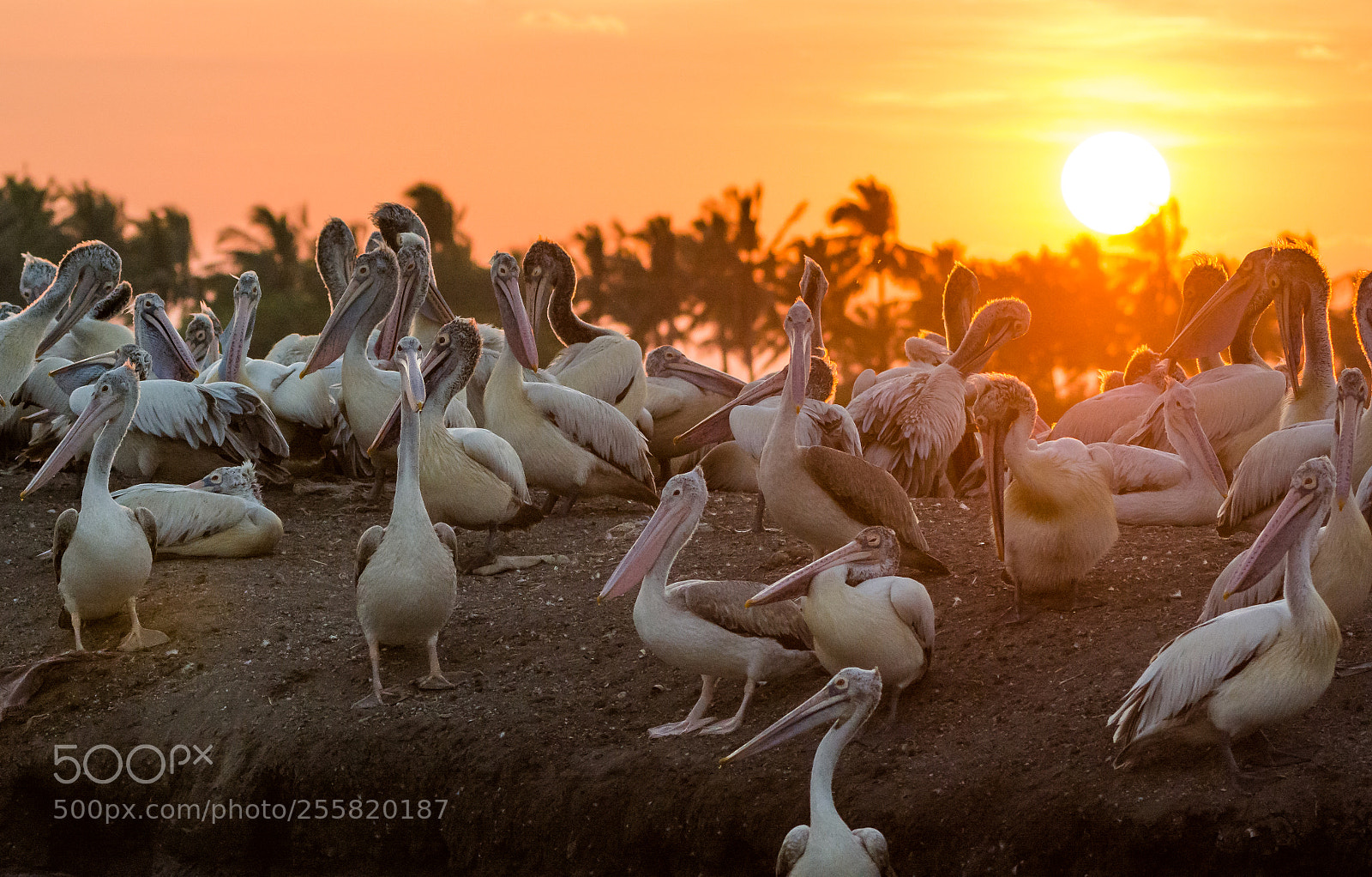 Nikon D7100 sample photo. Bird colony photography