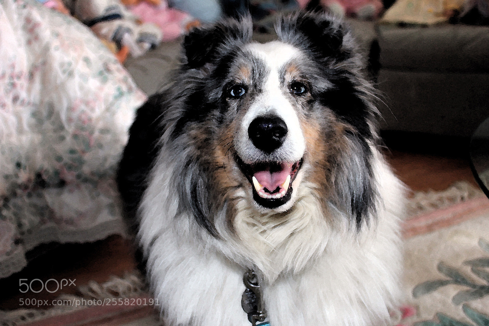 Canon EOS 550D (EOS Rebel T2i / EOS Kiss X4) sample photo. Sammy in water paint photography
