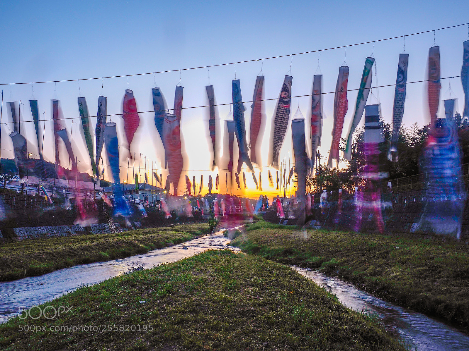Olympus OM-D E-M1 sample photo. A carp streamer swimming photography