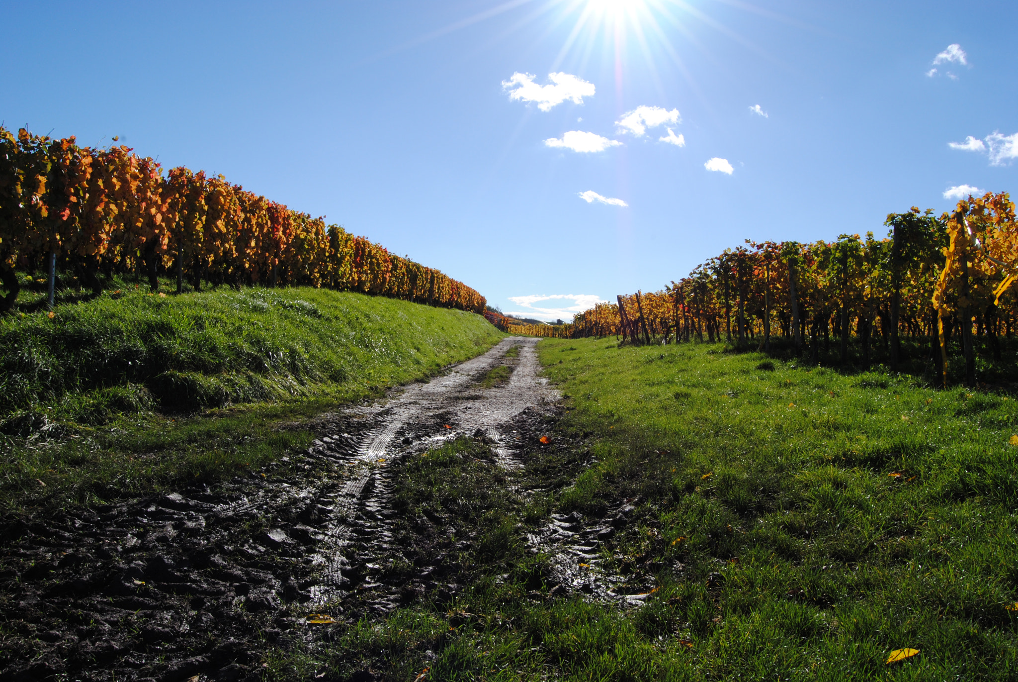 Nikon D3000 sample photo. Walking around at the vineyard photography