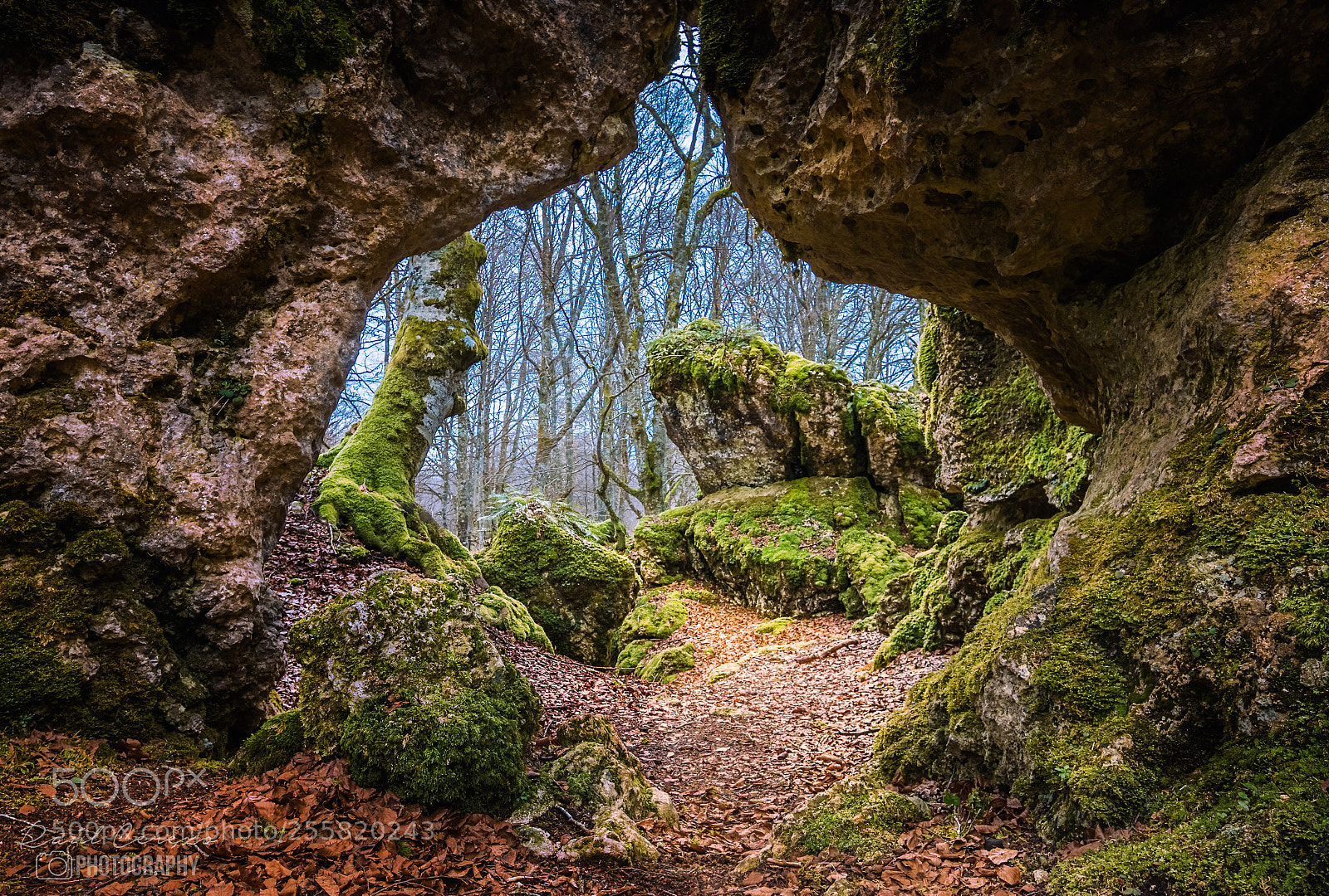 Canon EOS 70D sample photo. La entrada al bosque photography