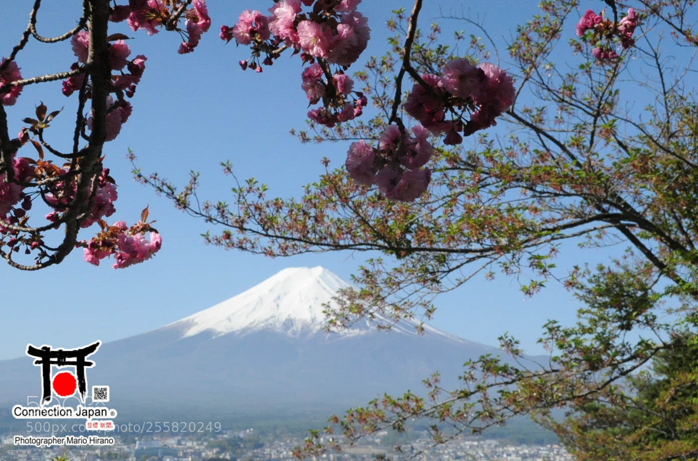 Nikon D700 sample photo. Sakura photography