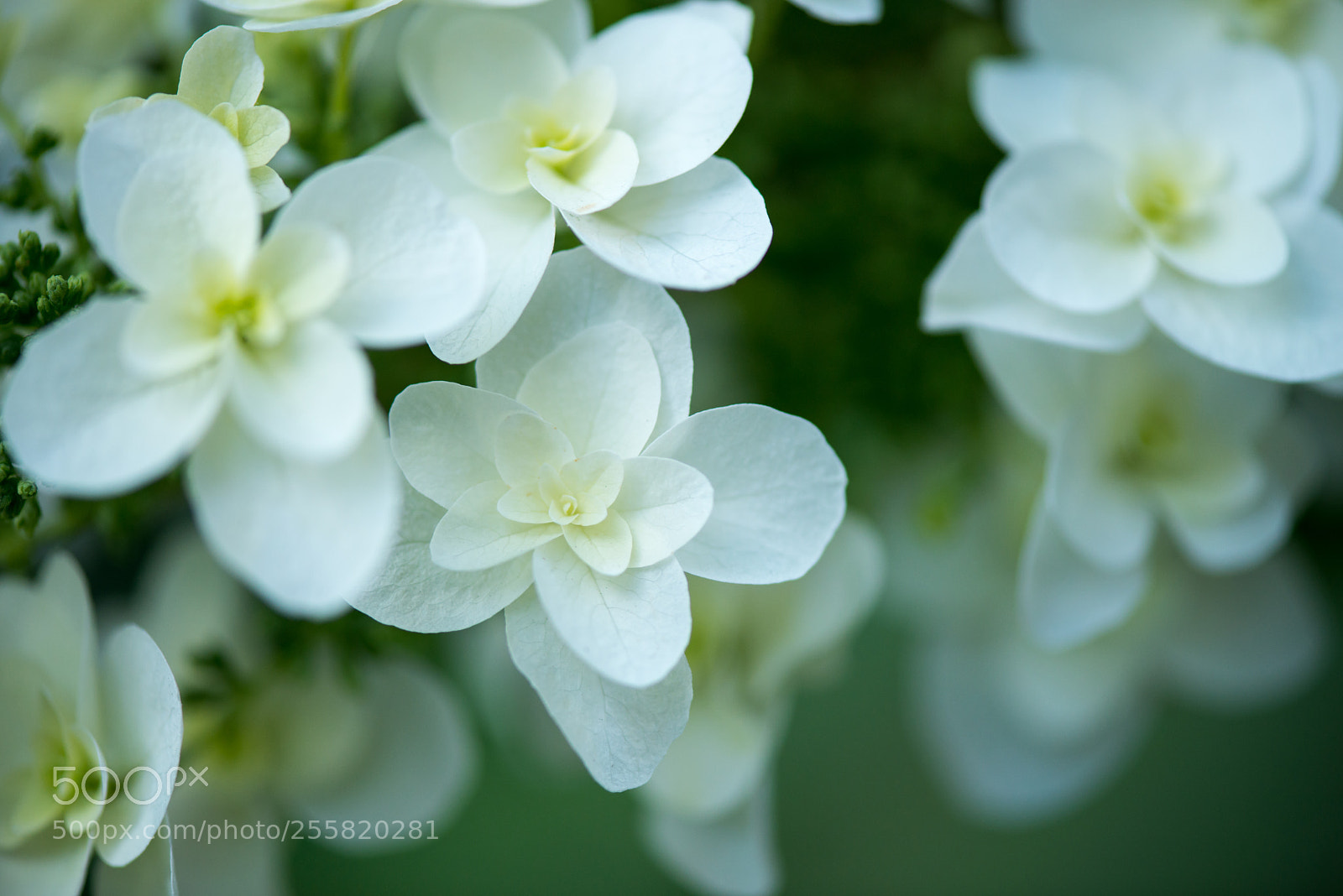 Nikon D800 sample photo. Flowers photography