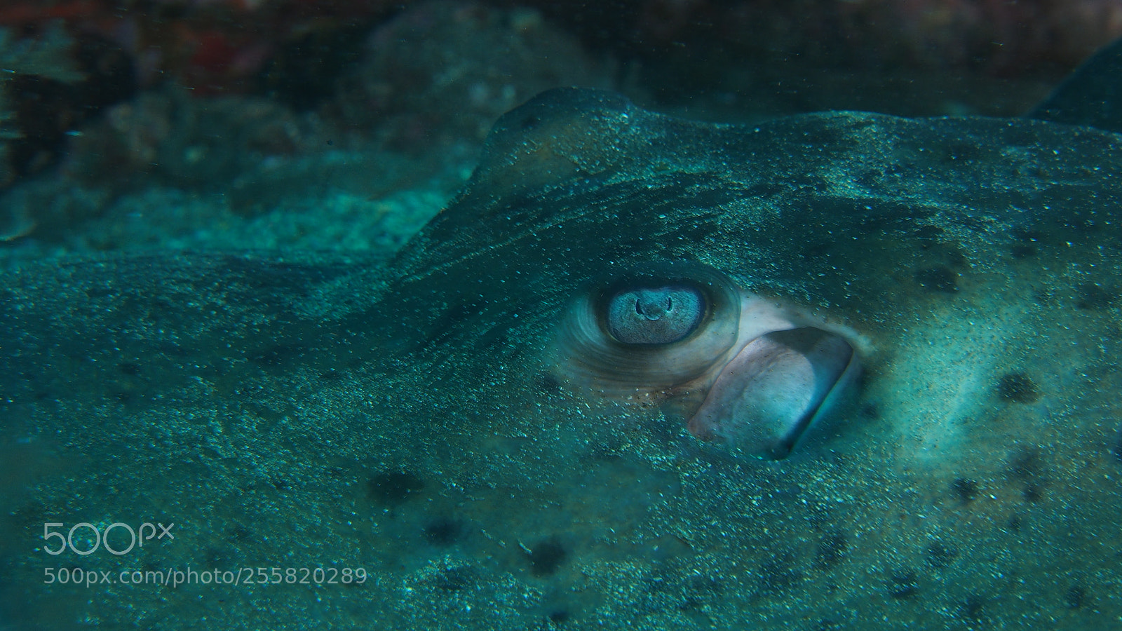 Olympus OM-D E-M5 sample photo. Stingray photography