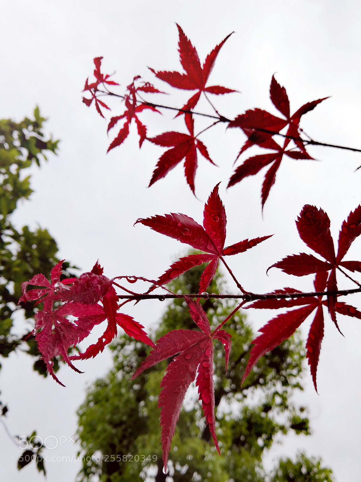 HUAWEI Honor 10 sample photo. Maple leaves after rain，2 photography