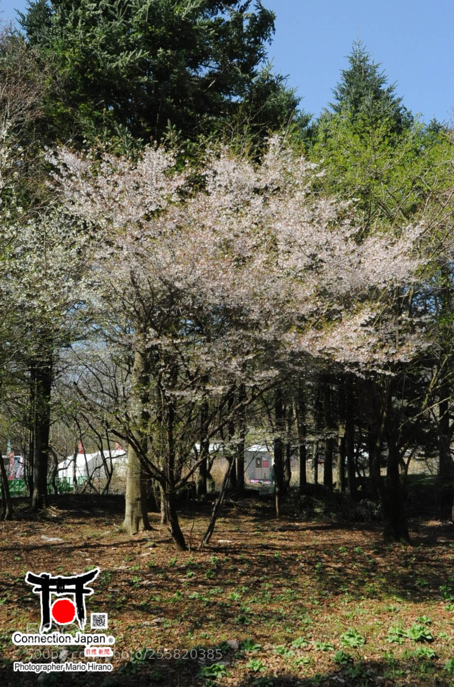 Nikon D700 sample photo. Sakura photography