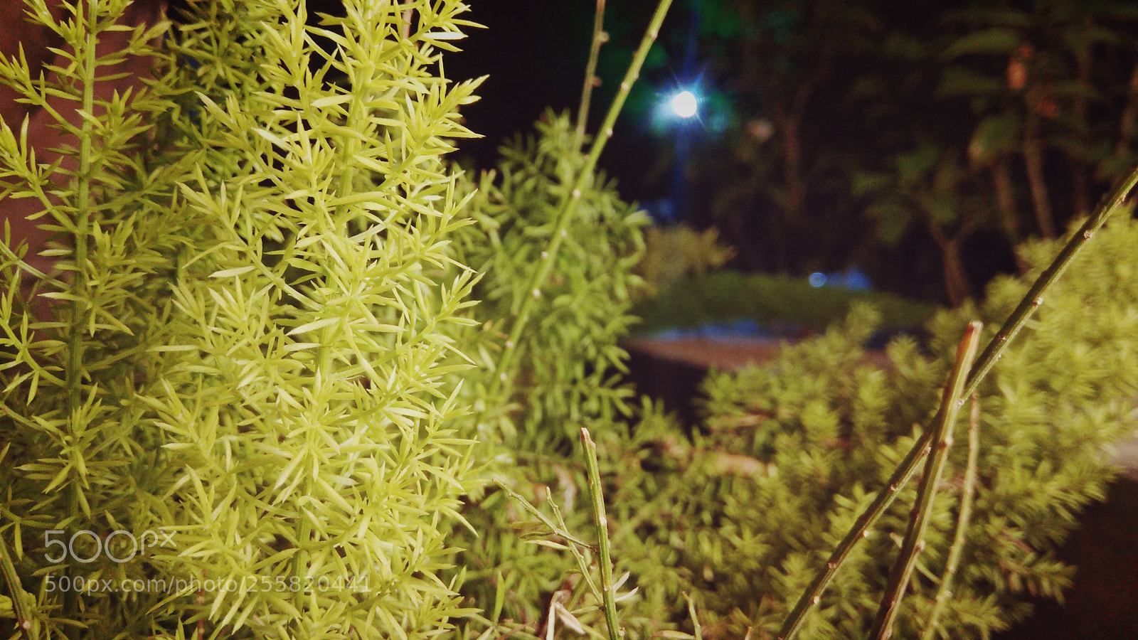 Xiaomi Redmi Note 4 sample photo. Untitled photography
