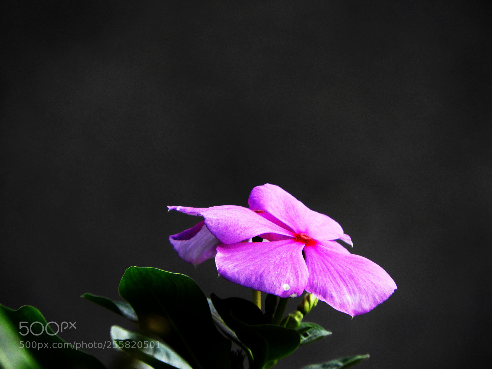 Nikon Coolpix B700 sample photo. The flower photography