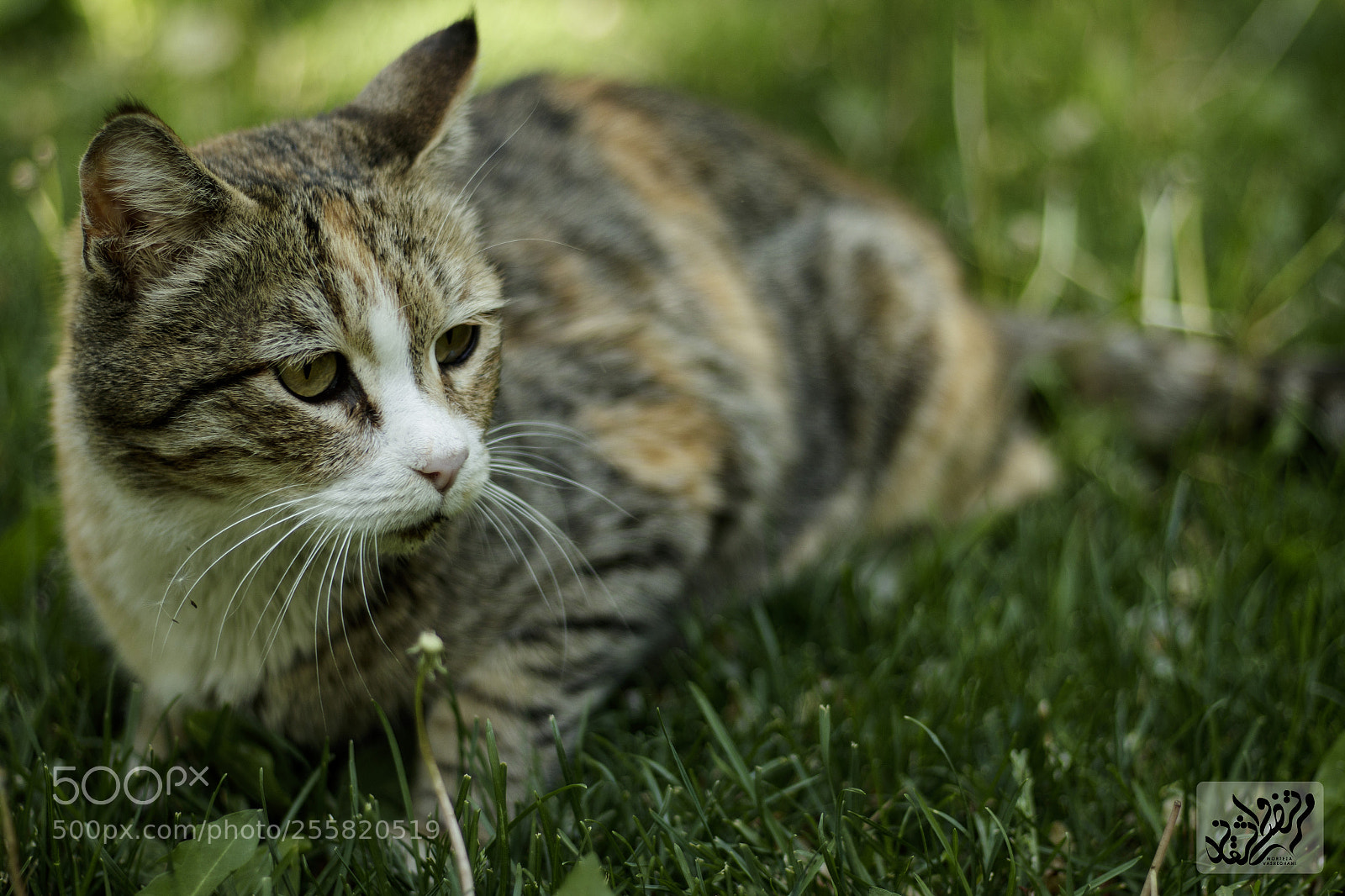 Canon EOS 80D sample photo. Peaceful photography