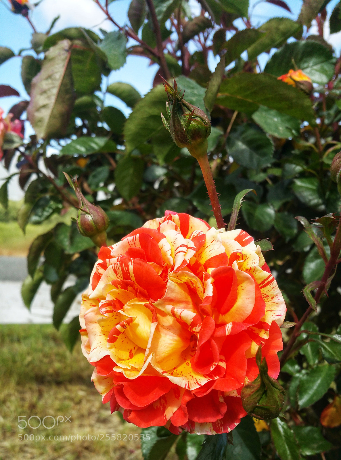 Samsung Galaxy Note4 sample photo. Multi color photography