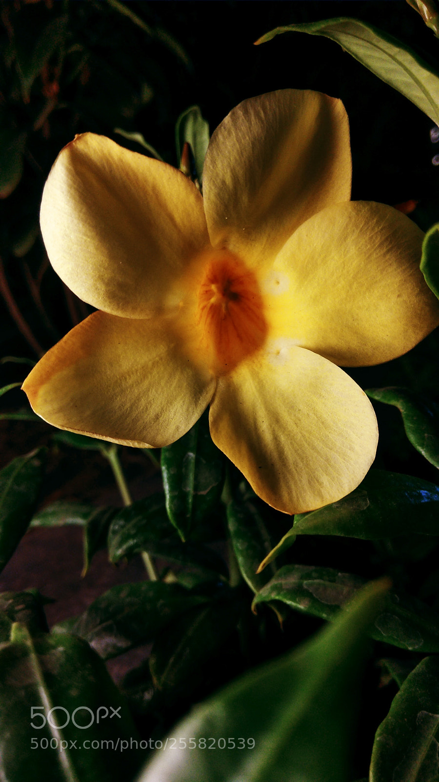 Xiaomi Redmi Note 4 sample photo. Untitled photography