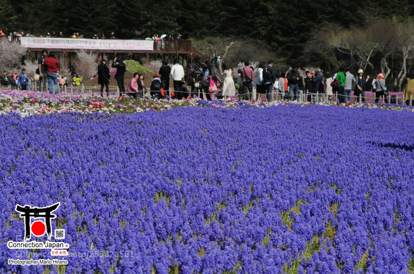 Nikon D700 sample photo. Sakura photography