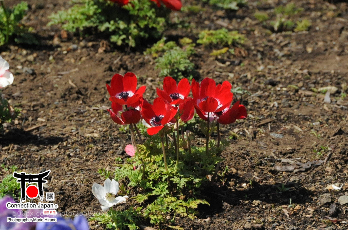 Nikon D700 sample photo. Sakura photography