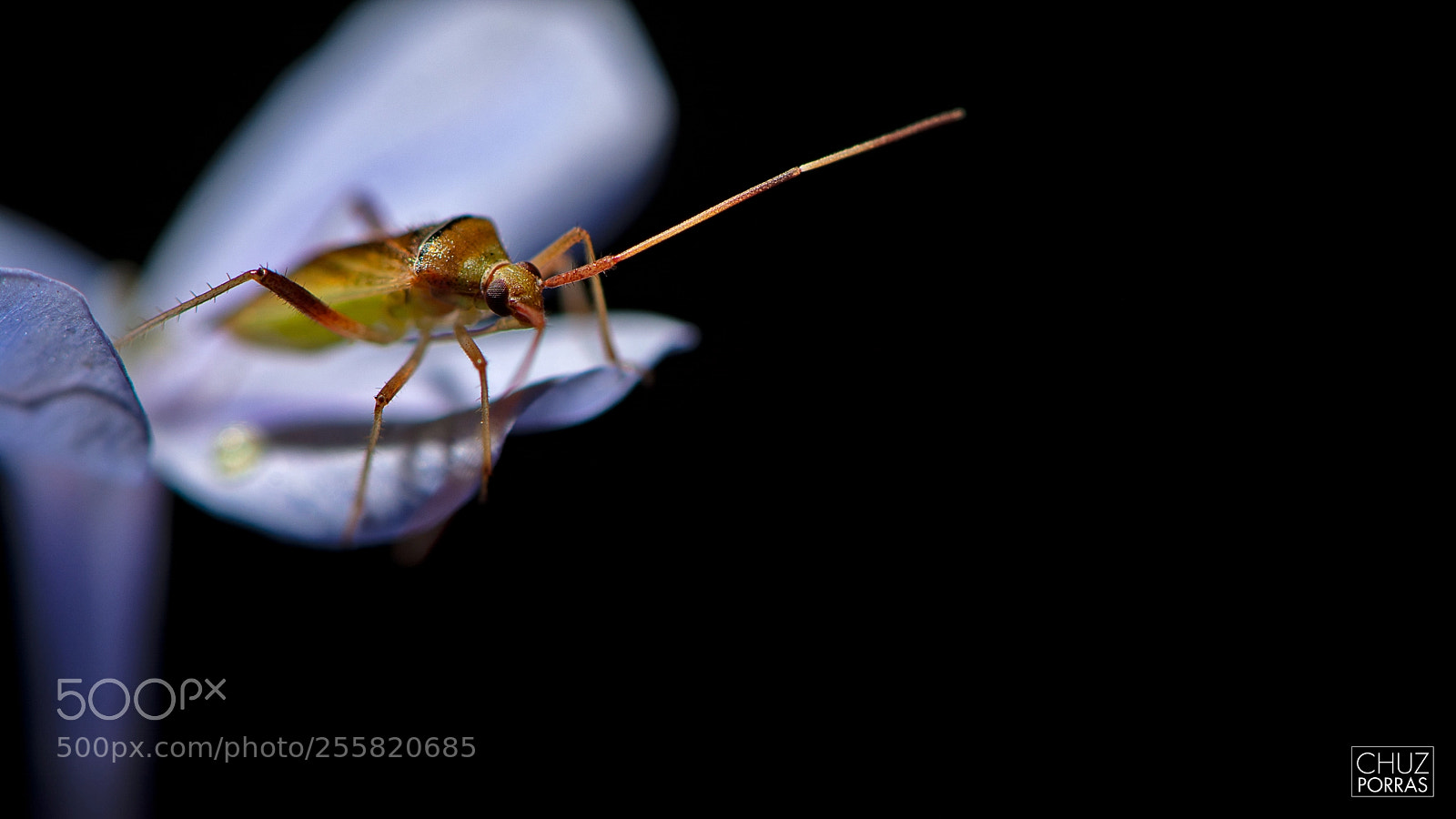 Nikon D7100 sample photo. Very small insect photography