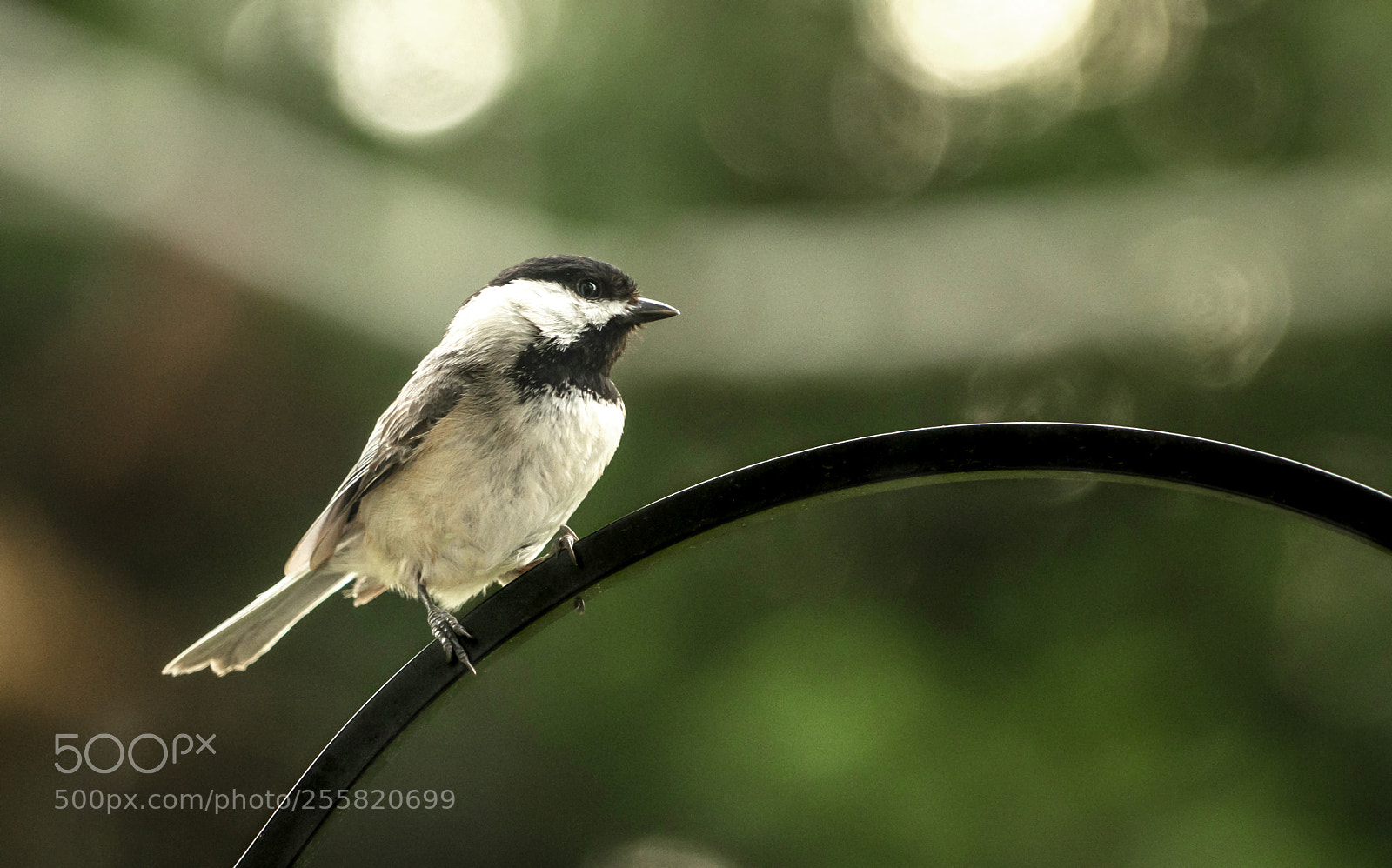 Sony a7R III sample photo. Black-capped chickadee photography