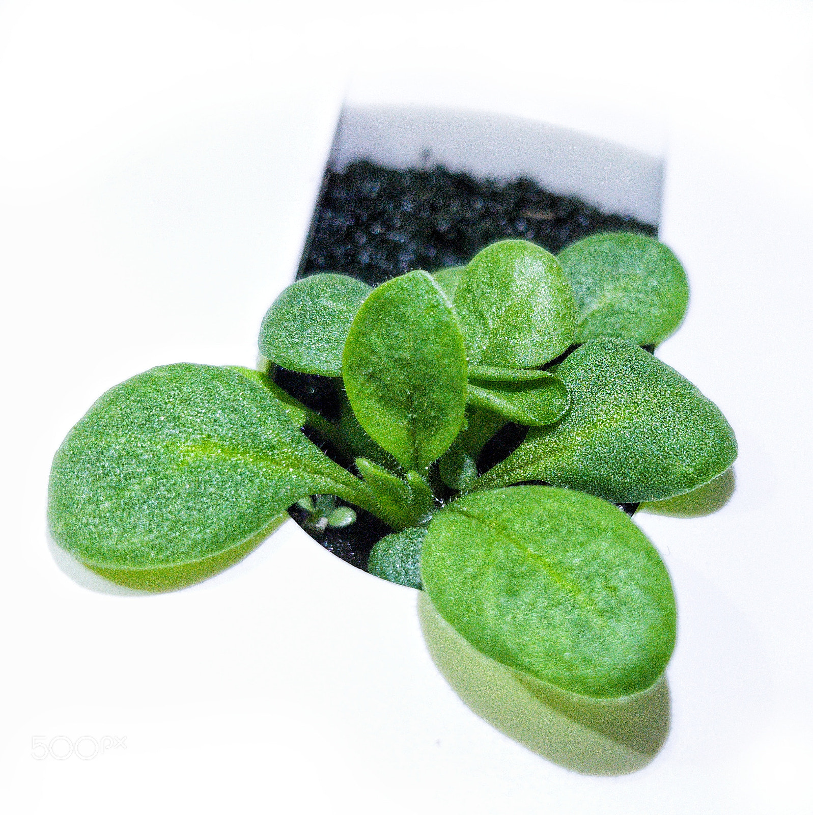 Samsung Galaxy S8+ sample photo. Petunia_003.jpg photography