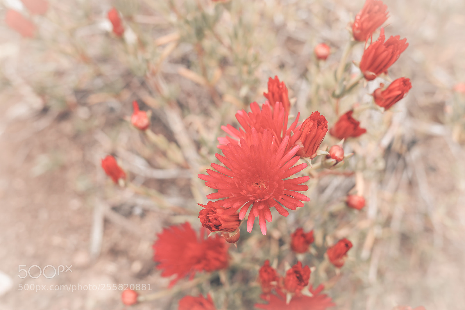Canon EOS 5D Mark IV sample photo. Flowers photography